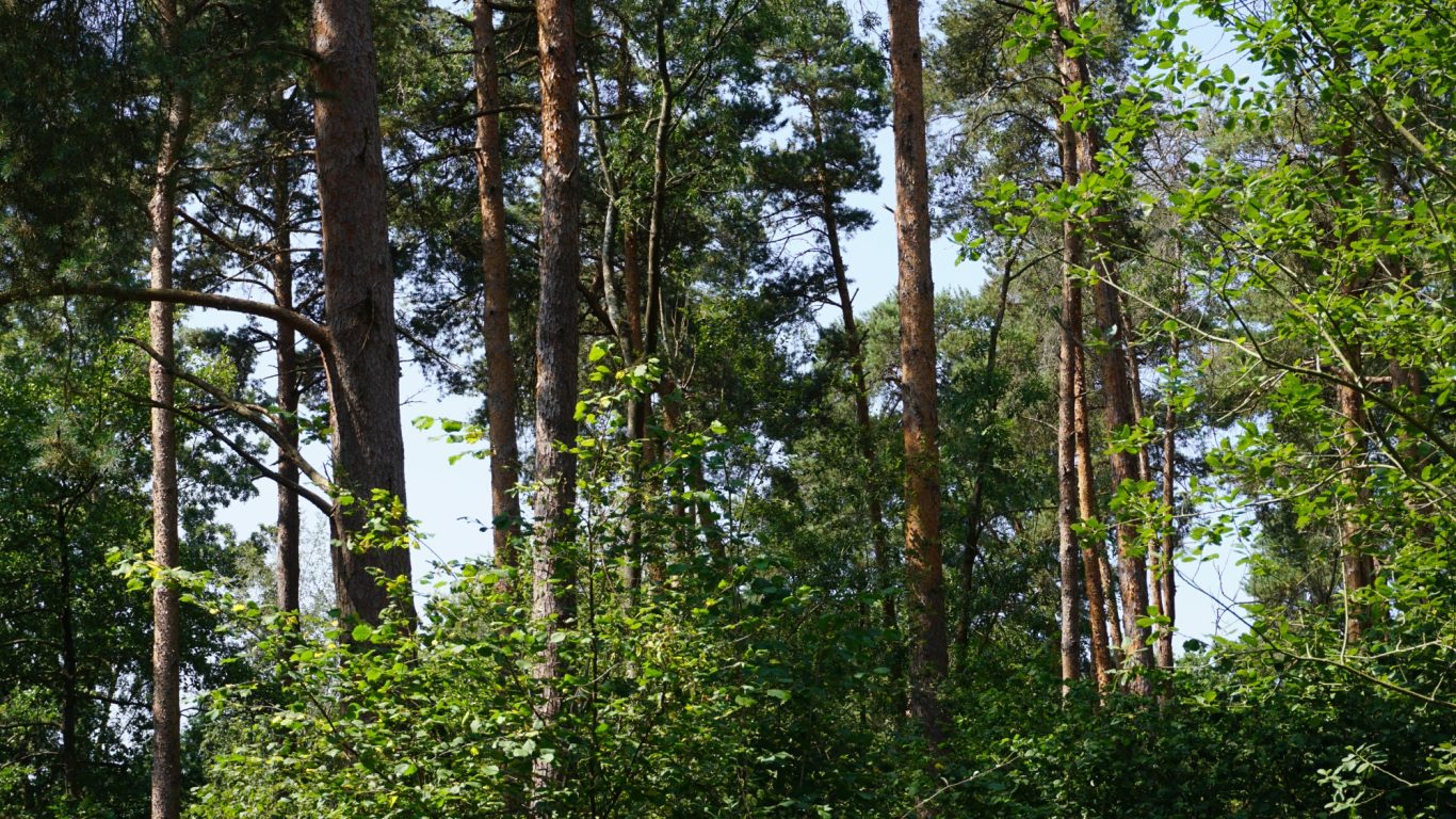 Dense forest with tall trees and lush greenery under a clear blue sky.