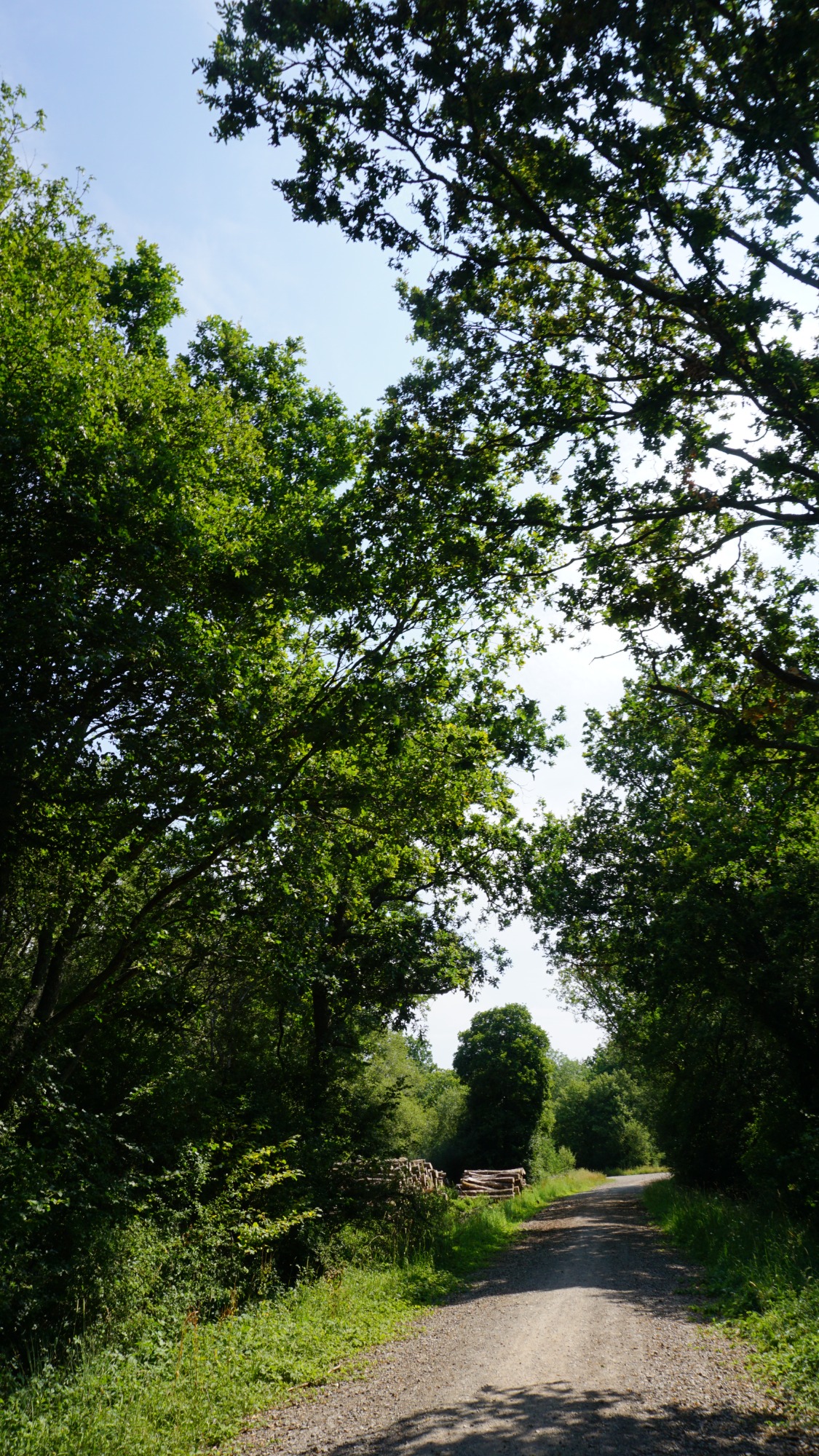 Tree-lined dirt path under a clear blue sky.