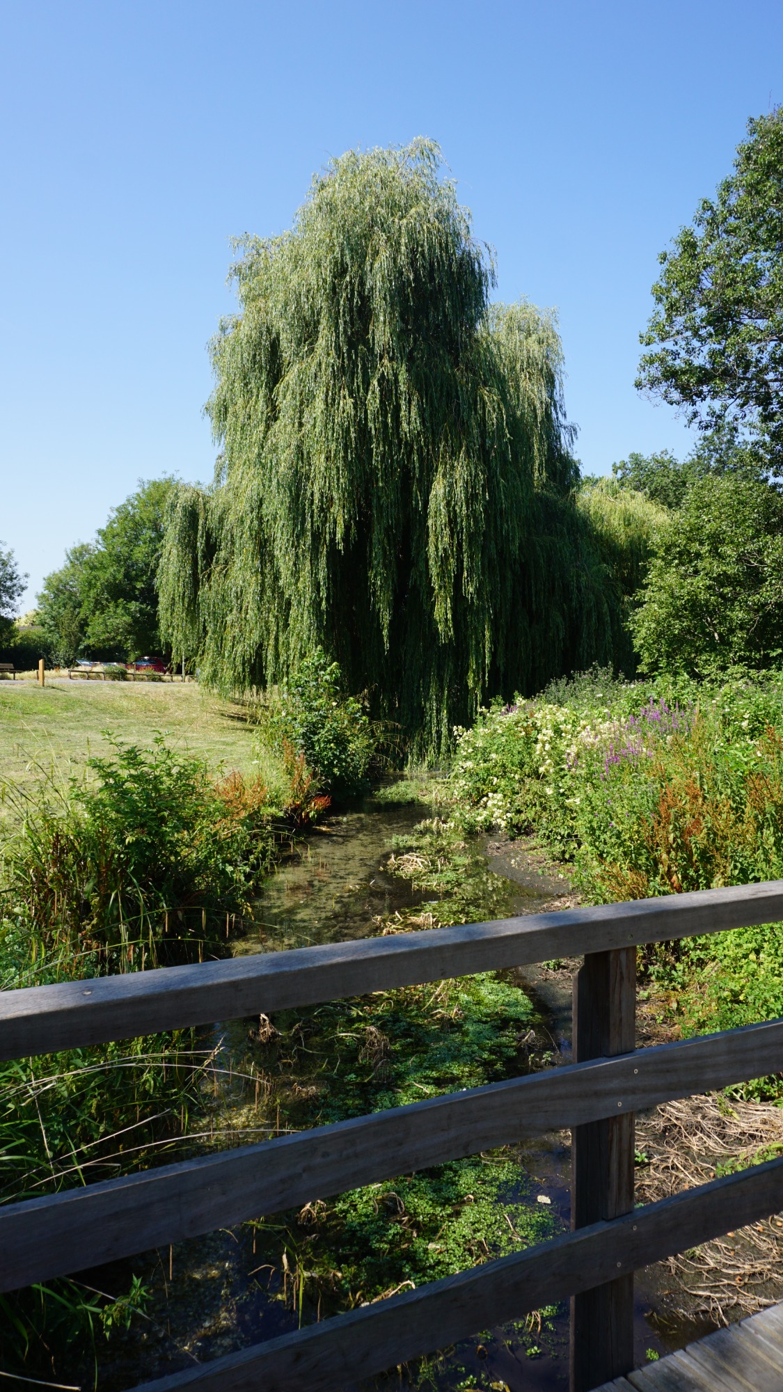 Lush greenery with a willow tree beside a flowing stream and wooden railing.