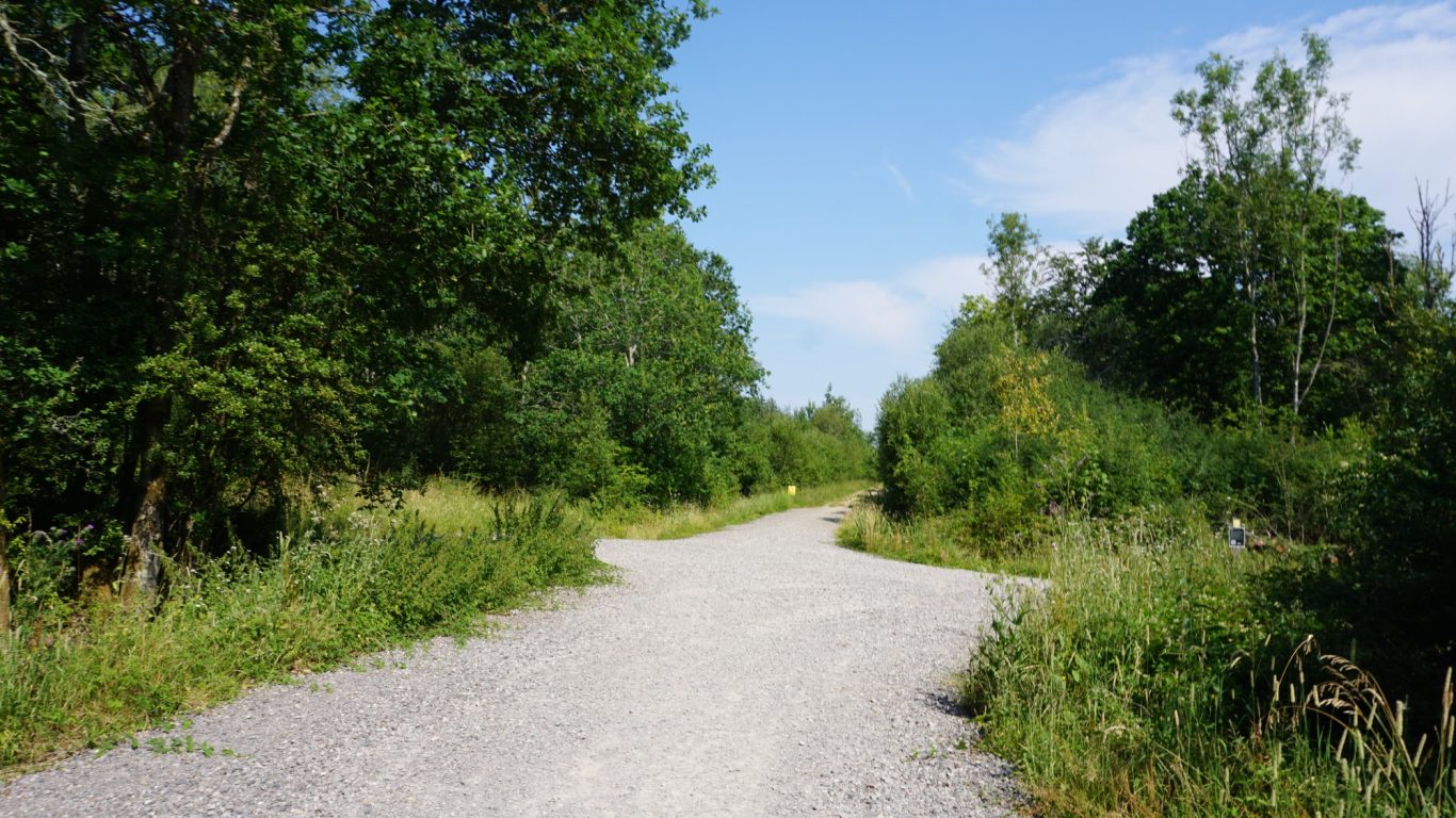 Gravel path through greenery under a clear blue sky.